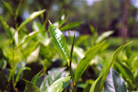 camellia sinensis tea leaves in nature